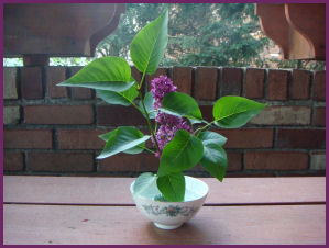 blooming lilac branch in shallow oriental dish against brick wall of my parents' back porch