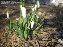 Galanthus nivalis