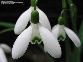 Galanthus 'Sam Arnott'