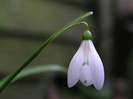 Galanthus ikarie