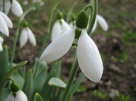 Galanthus elwesii