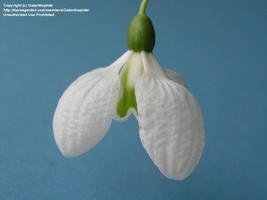 Galanthus nivalis 'Augustus'