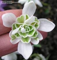 Galanthus 'Flore pleno'