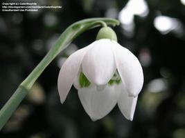 Galanthus 'Sam Hill'