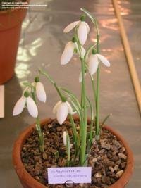 Galanthus corcyrensis