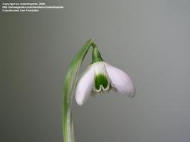 Galanthus 'Ophelia'