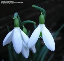 Galanthus 'Atkinsii'