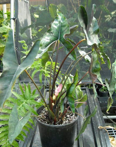 Alocasia princeps