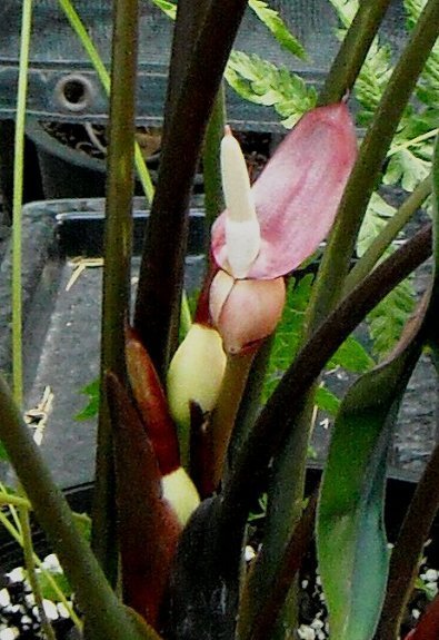 Alocasia princeps bloom