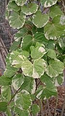 Dinnerplate aralia from Wikimedia cmmons