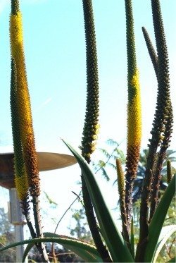 Aloe alooides