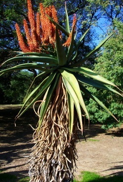 Aloe ferox