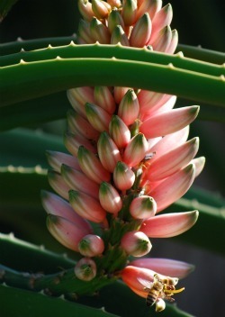 Aloe barberae flower 1