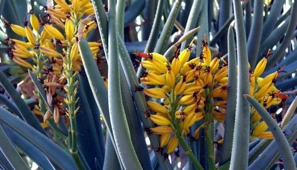 Aloe dichotoma