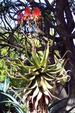 Aloe khamiesensis