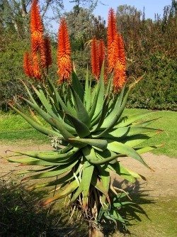 Aloe ferox 2