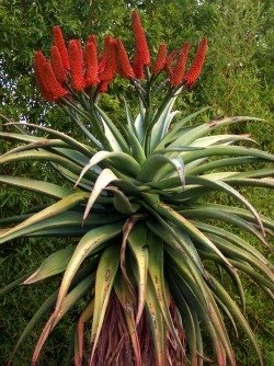 Aloe excelsa