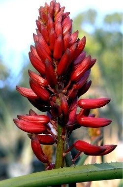 Aloe eminens
