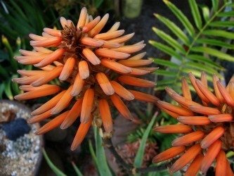 Aloe munchii