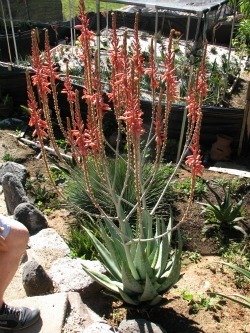 aloe littoralis small