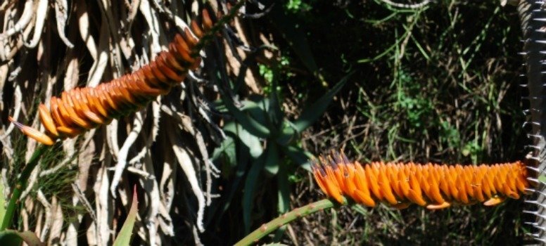 Aloe mawii