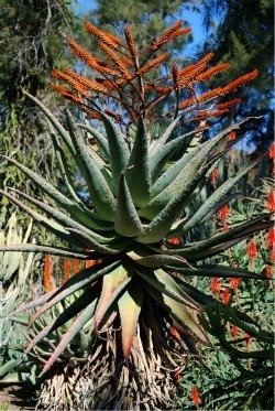 Aloe marlothii