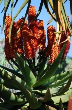 Aloe rupestris