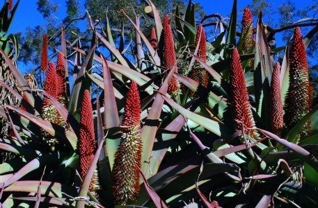 Aloe castanea