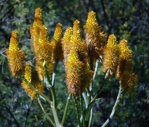 Aloe thraskii flowers