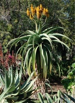 Aloe thraskii