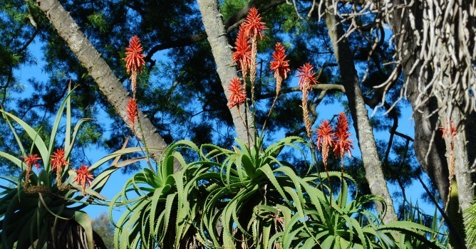 Aloe pluridens