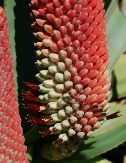 Aloe speciosa flower