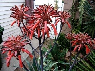 Aloe greatheadii