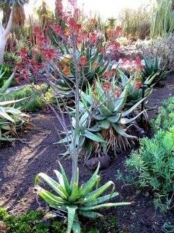 Aloe brandraaiensis