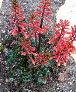 Aloe grandidentata