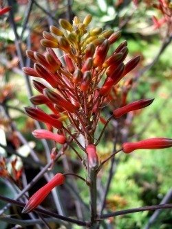 Aloe branddraaiensis flower