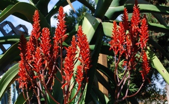 Aloe vaombe