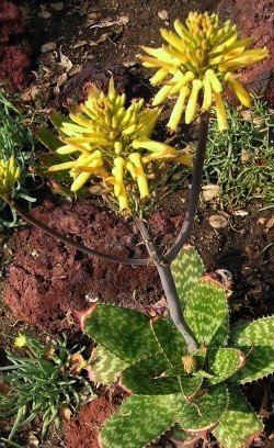 Aloe affinis flower