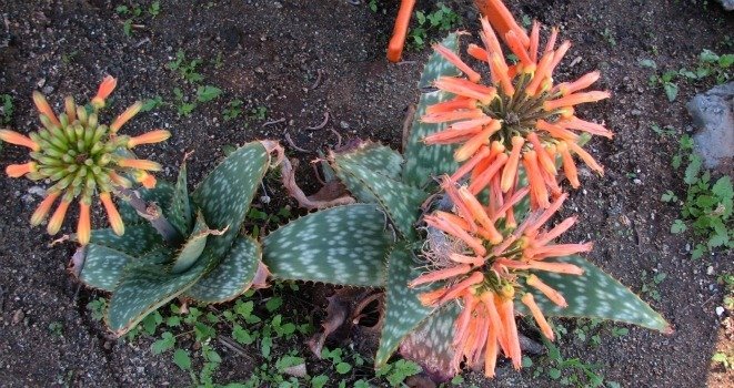 Aloe maculata