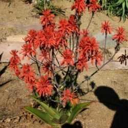 Aloe affinis