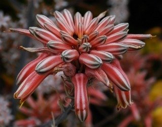 Aloe petrophila