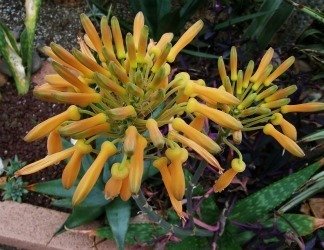 Aloe maculata orange