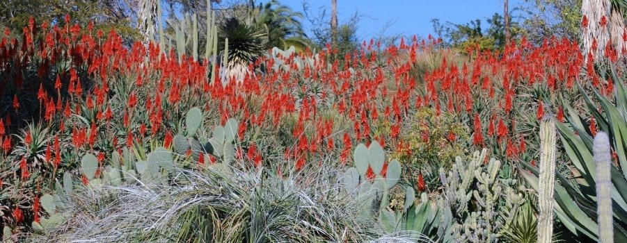 Aloe arborescens