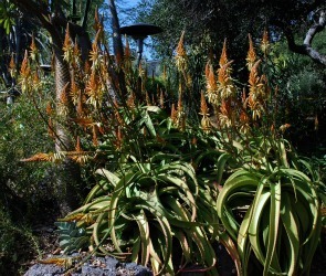Aloe vanballenii