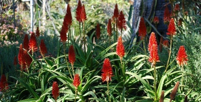 Aloe scorpioides