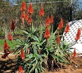 Aloe arborescens 2