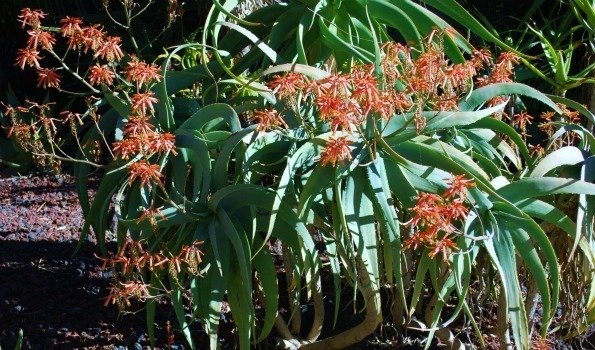 Aloe flexiliifolia