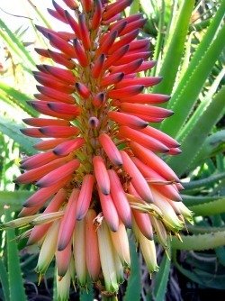 Aloe mutabilis