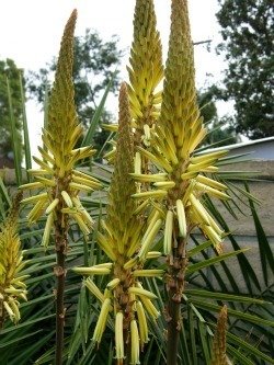 Aloe vanbalenii flowers