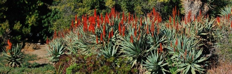 Aloe principes in arboretum